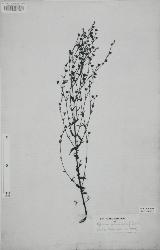 Hypericum gramineum type specimen (New Caledonia, J. R. and G. Forster, 170, The Natural History Museum).
 © Landcare Research 2010 